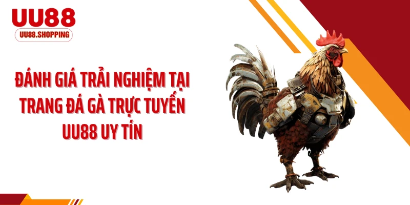 Đánh giá trải nghiệm tại trang đá gà trực tuyến UU88 uy tín