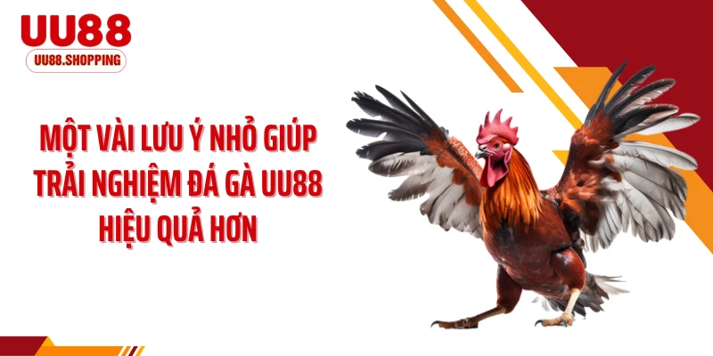 Một vài lưu ý nhỏ giúp trải nghiệm đá gà UU88 hiệu quả hơn