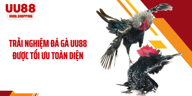Trải nghiệm đá gà UU88 được tối ưu toàn diện